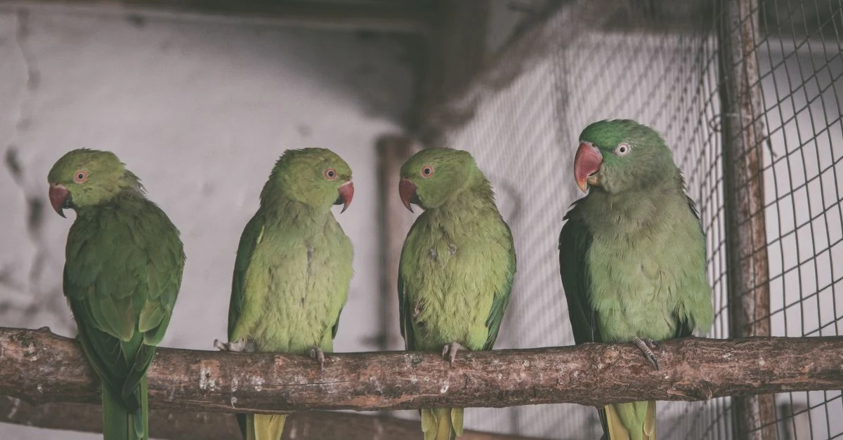 青菜とペレットのそばで元気に過ごすセキセイインコ