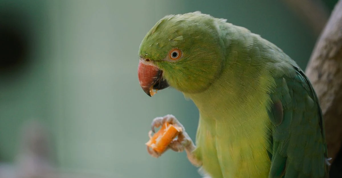 ご飯を食べないセキセイインコを静かな保温ケージで見守る様子
