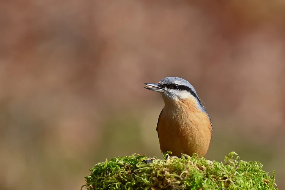 自然木の止まり木に乗るインコの足裏を明るい場所で確認する様子