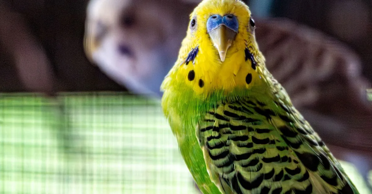若いセキセイインコの羽毛と皮膚を観察する飼い主