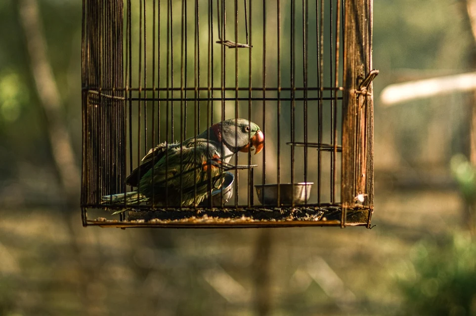 ケージのそばでインコを静かに見守る飼い主
