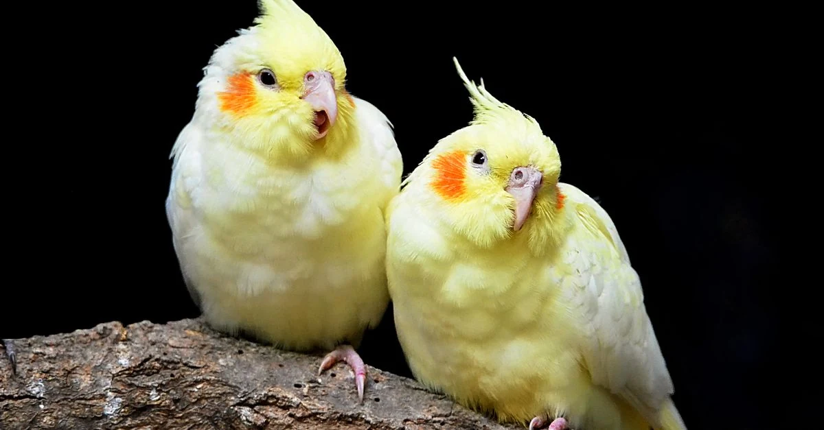 夜のケージで弱い間接光のもと落ち着くオカメインコ