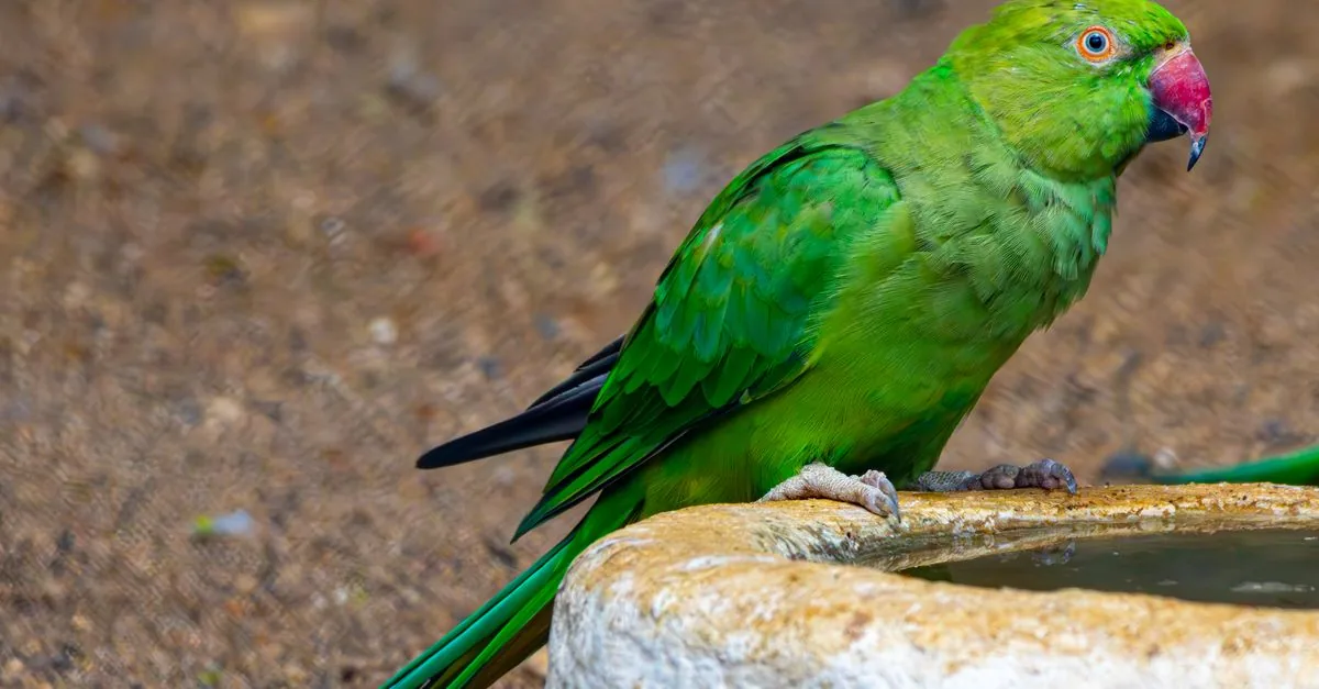 浅い水浴び皿を前に、飼い主に見守られながら自分から近づくインコ