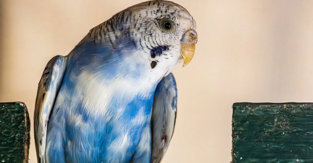 インコを別のキャリーへ移して鳥かごの扉とラッチを点検する様子
