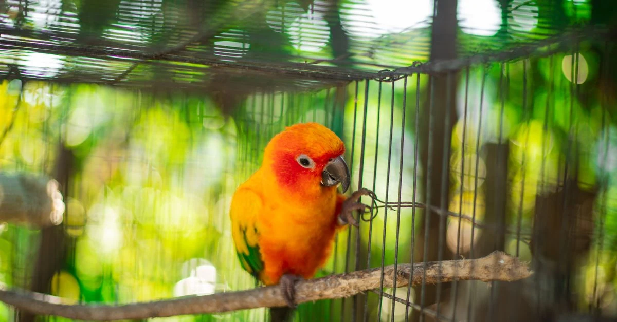 インコを安全な場所へ移し、鳥かごの底紙と水入れを掃除する準備