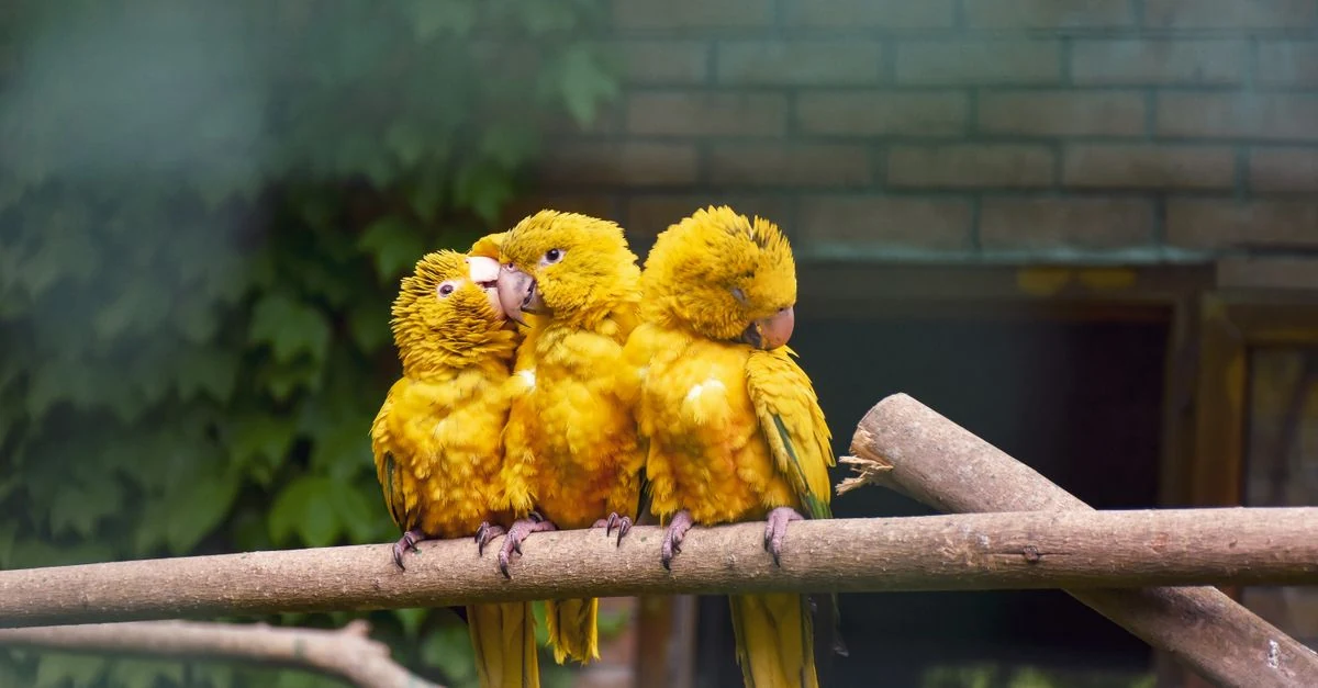 大型鳥舎で複数の鳥用水入れを洗浄して新鮮な水へ交換する様子