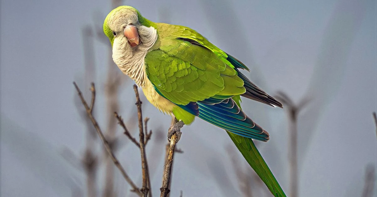 自然木の止まり木に乗るインコの足裏をやさしく確認する様子