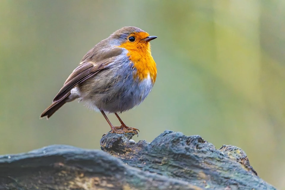 天然木の止まり木を足指でしっかり握るインコ