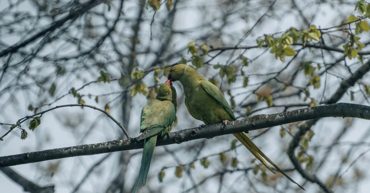 春の日差しが入る部屋のケージで過ごすセキセイインコ