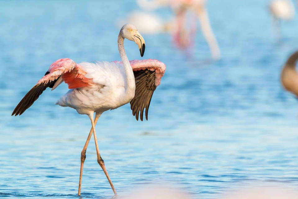 羽を膨らませたインコの病気サインを静かに観察する飼い主