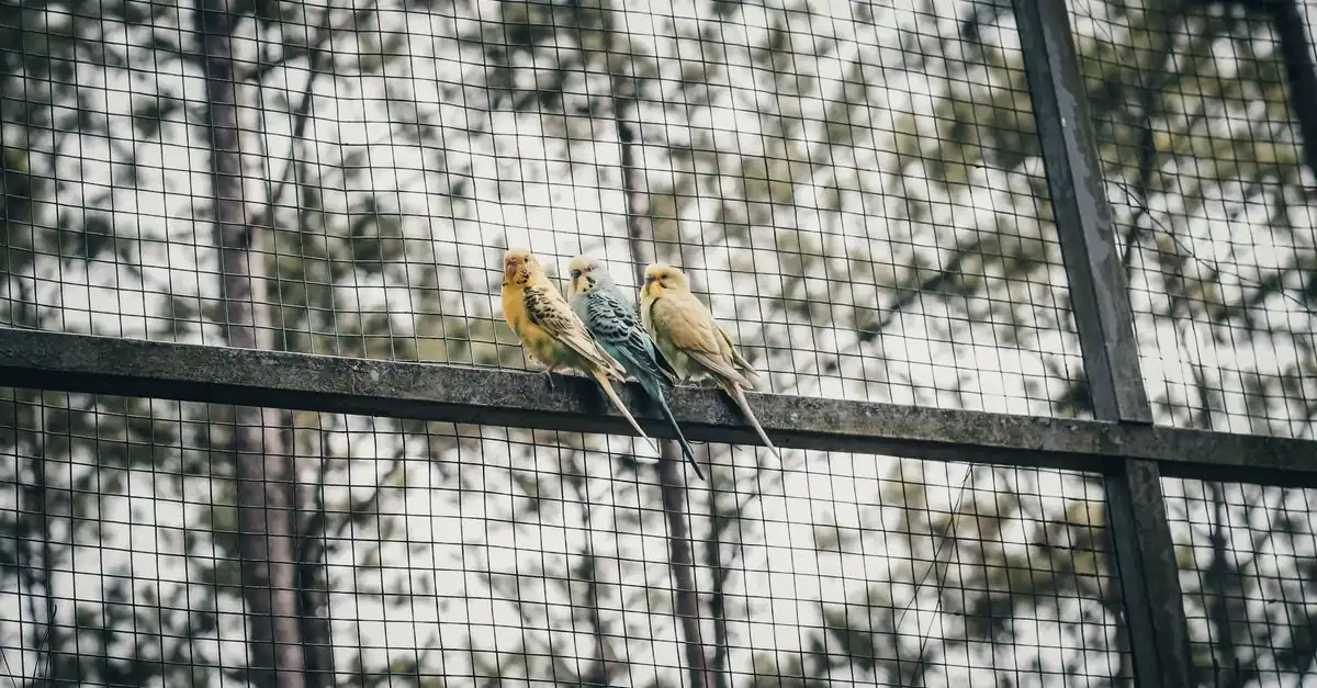引っ越し前に鳥用キャリーへ慣れるセキセイインコ
