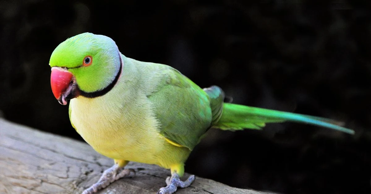 自然木の止まり木にとまるセキセイインコの健康なくちばし