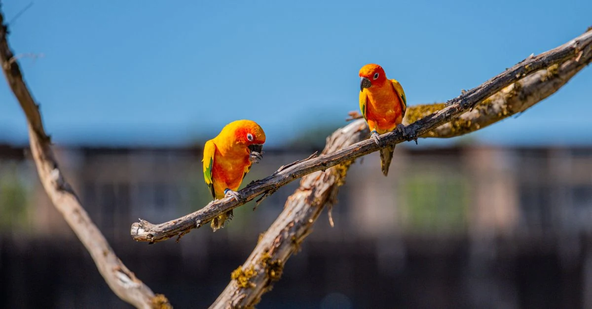 自然木の止まり木を握るインコの足元
