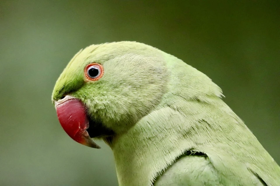 換羽期の抜け羽があるケージで静かに休むインコ