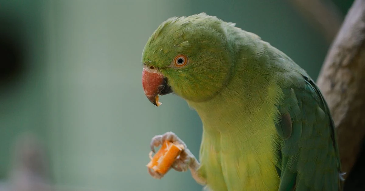 鳥を診られる動物病院でインコの診察を受ける飼い主