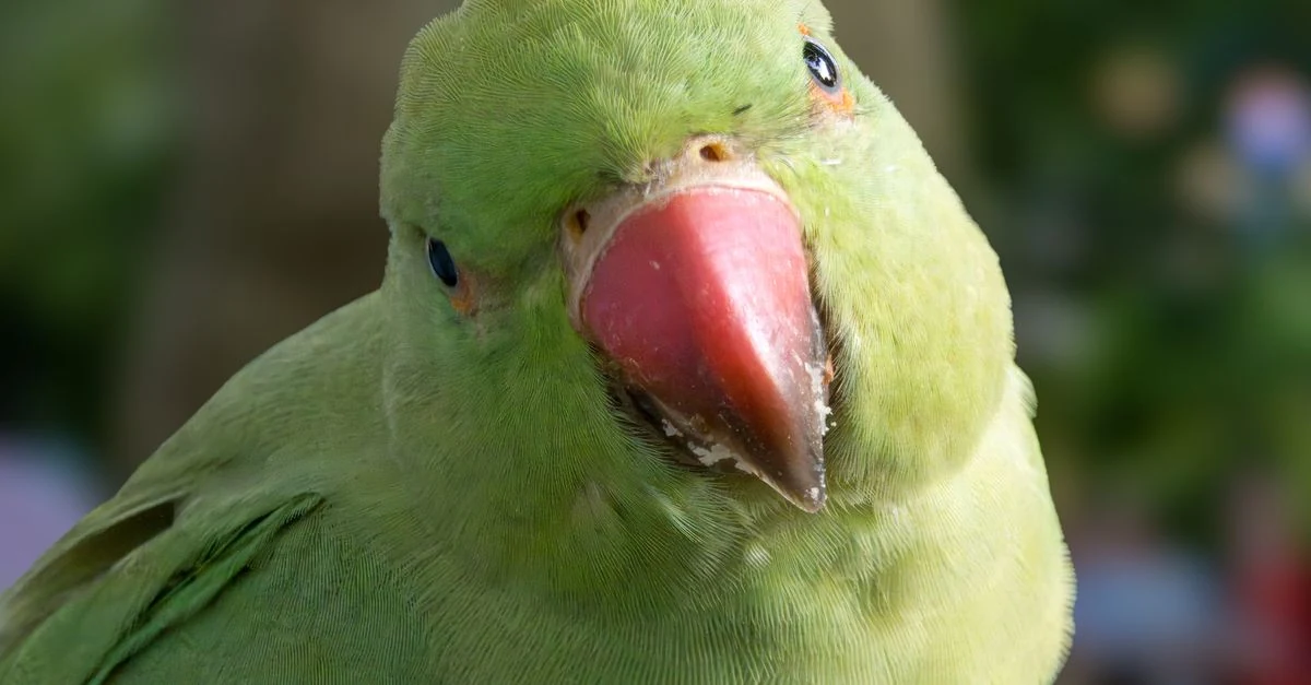 止まり木で目を細め、くちばしを静かに擦り合わせるセキセイインコ