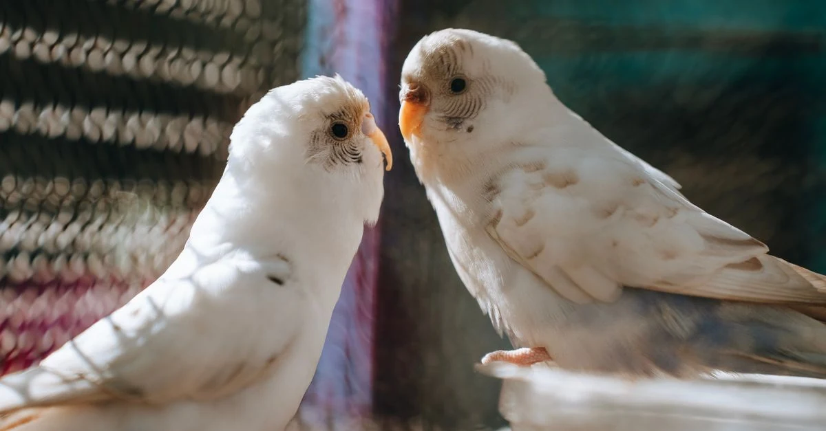 セキセイインコ・文鳥・オカメインコなど初心者候補の小鳥を見比べる様子