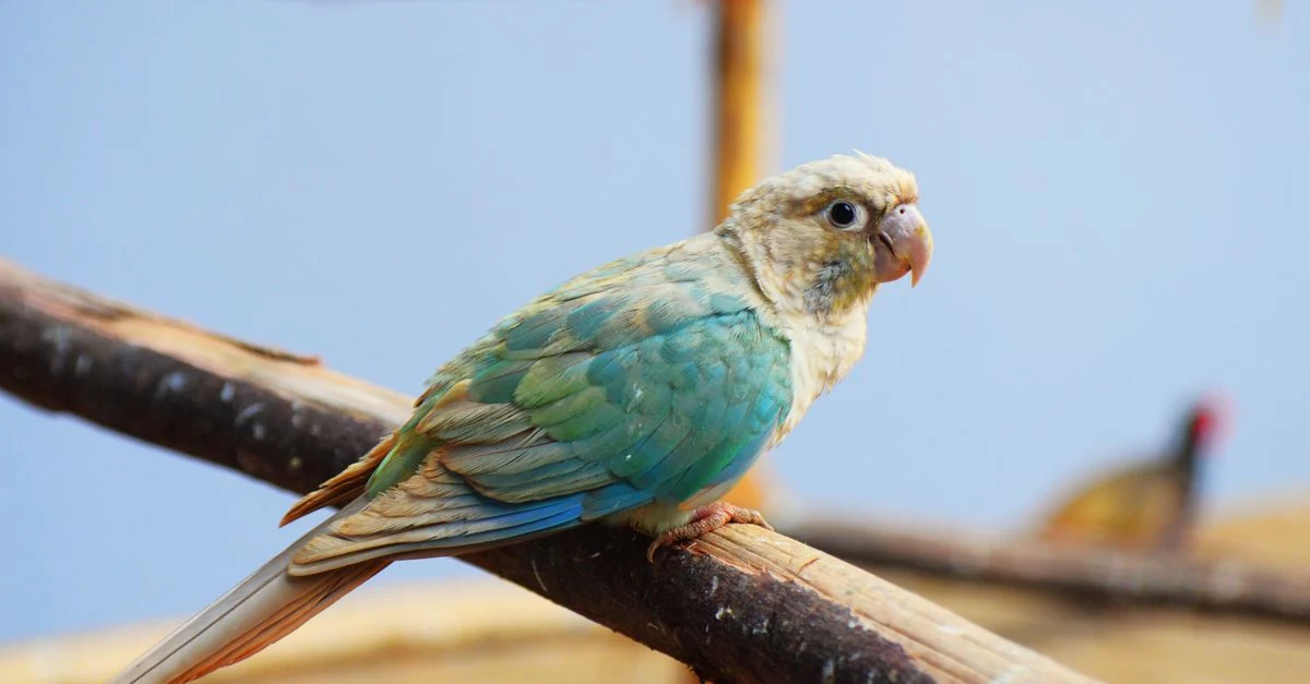 雛・若鳥・成鳥の外見を見比べるセキセイインコ