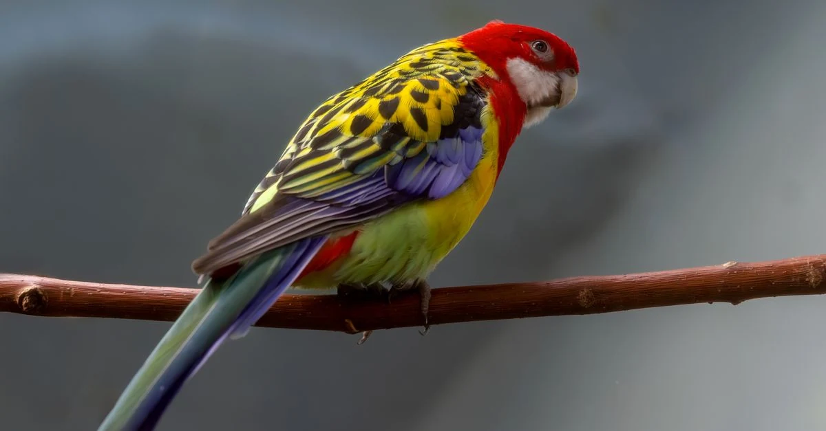 止まり木の上で表情と姿勢を見せるインコ