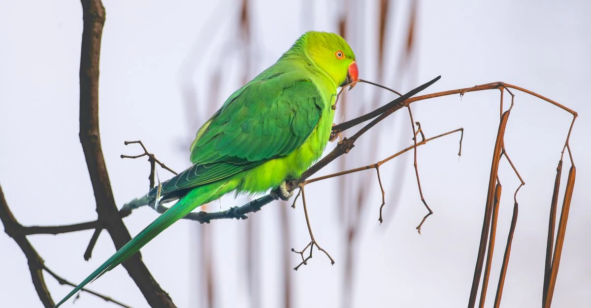室内で鳴き声を交わすセキセイインコと飼い主