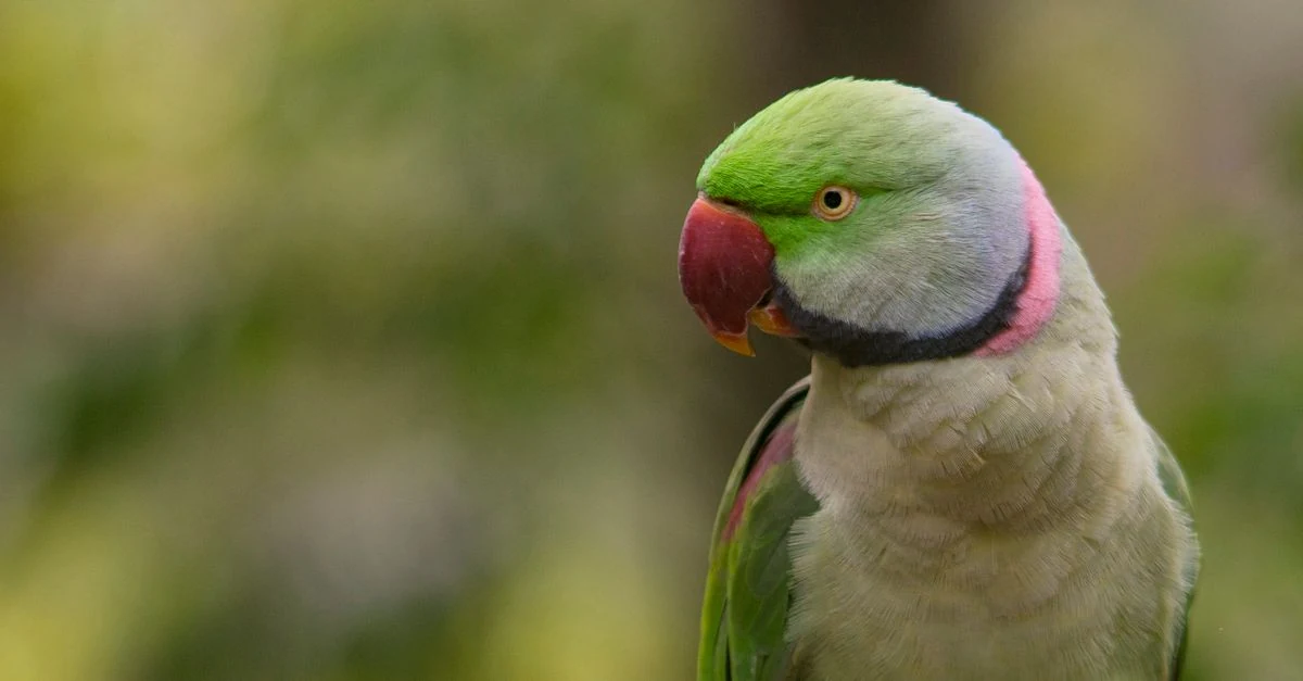 目の周りに異常がないか確認されるインコとオカメインコ