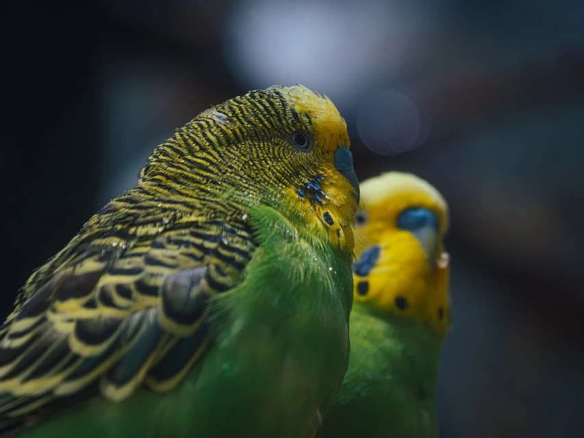 動物病院で健康状態を確認してもらうインコと飼い主