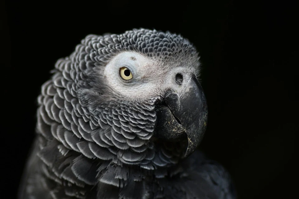 インコのDNA性別鑑定で羽毛検体と依頼書を準備する様子