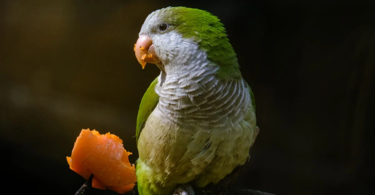 ペレット、シード、青菜を並べた餌入れの前にいるインコ