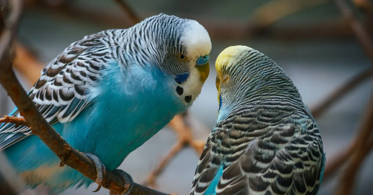 セキセイインコ・文鳥・オカメインコなど寿命を比較する小鳥たち