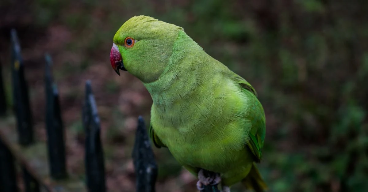 ケージの金具から離れて安全な場所にいるインコ