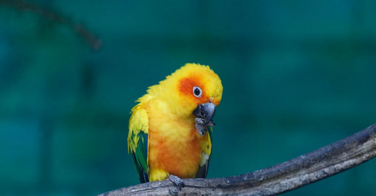 止まり木付きの体重計でインコの体重を測る飼い主