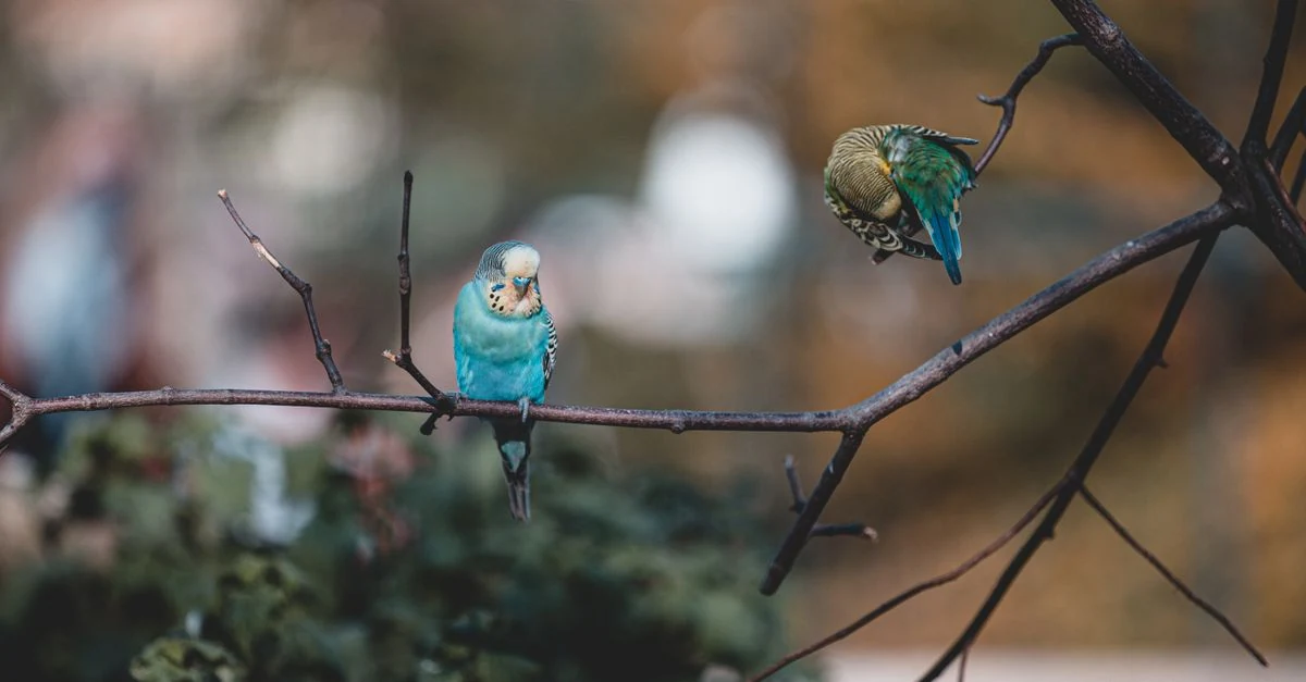 インコ 危険なものを点検する鳥の安全対策と季節ケア