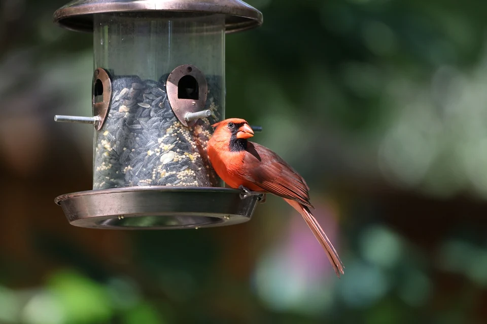 インコのお迎え前に用意したケージ、止まり木、食器、キャリー