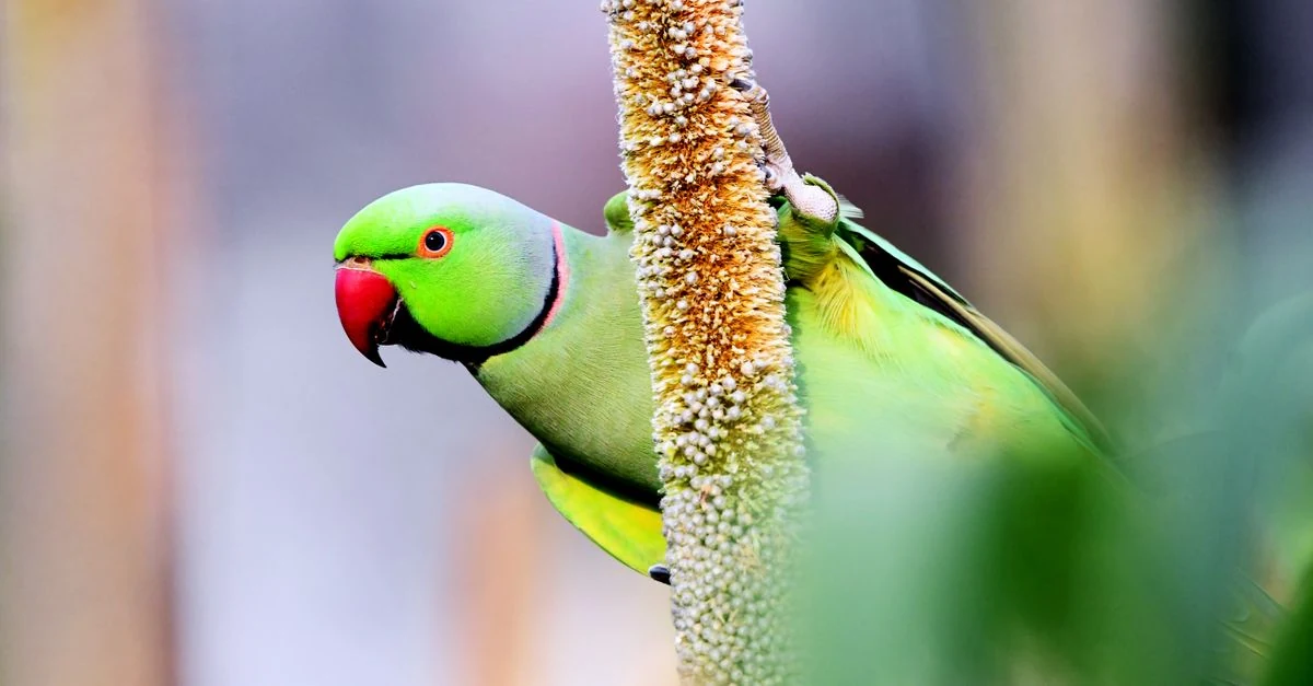 セキセイインコ、オカメインコ、文鳥など人気の飼い鳥を見比べる様子
