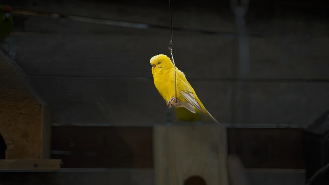 止まり木の上のインコを近くで観察する飼い主