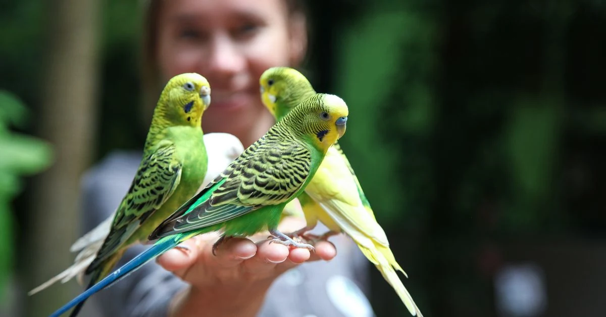 飼い主の手の近くで落ち着いて過ごすインコ
