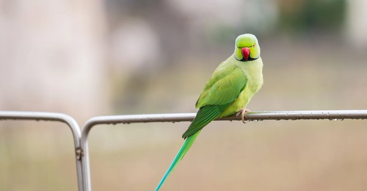 ケージ内で震えるインコを静かに観察する飼い主
