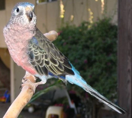 止まり木にとまる淡いピンク色のアキクサインコ
