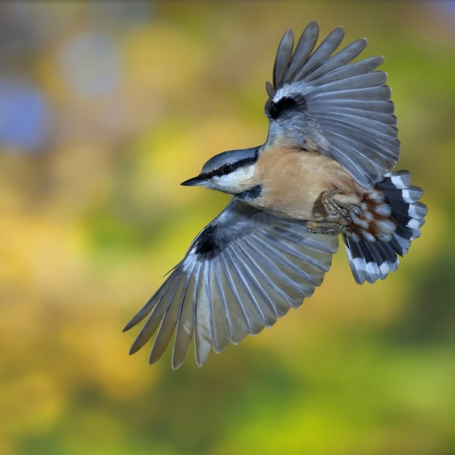 巣箱のそばでヒナを見守るインコの親鳥