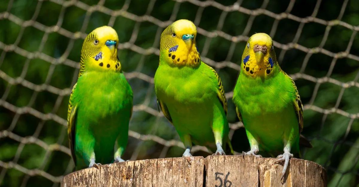 若鳥とシニアの成長段階を表す2羽のセキセイインコ
