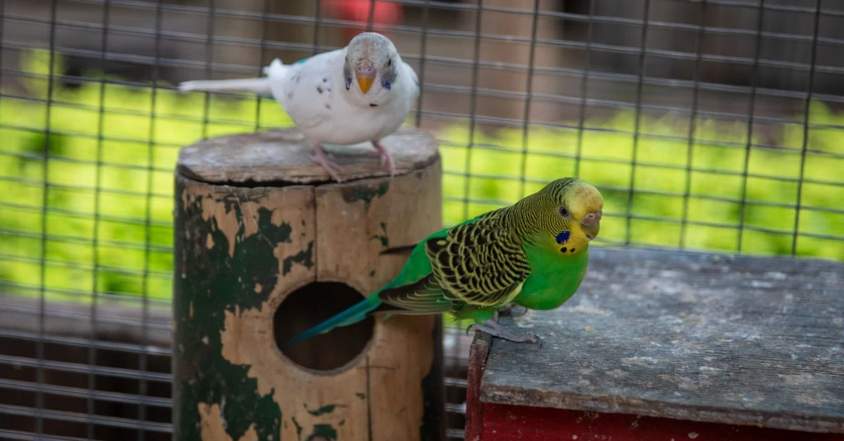 巣箱の近くで寄り添うセキセイインコのペア
