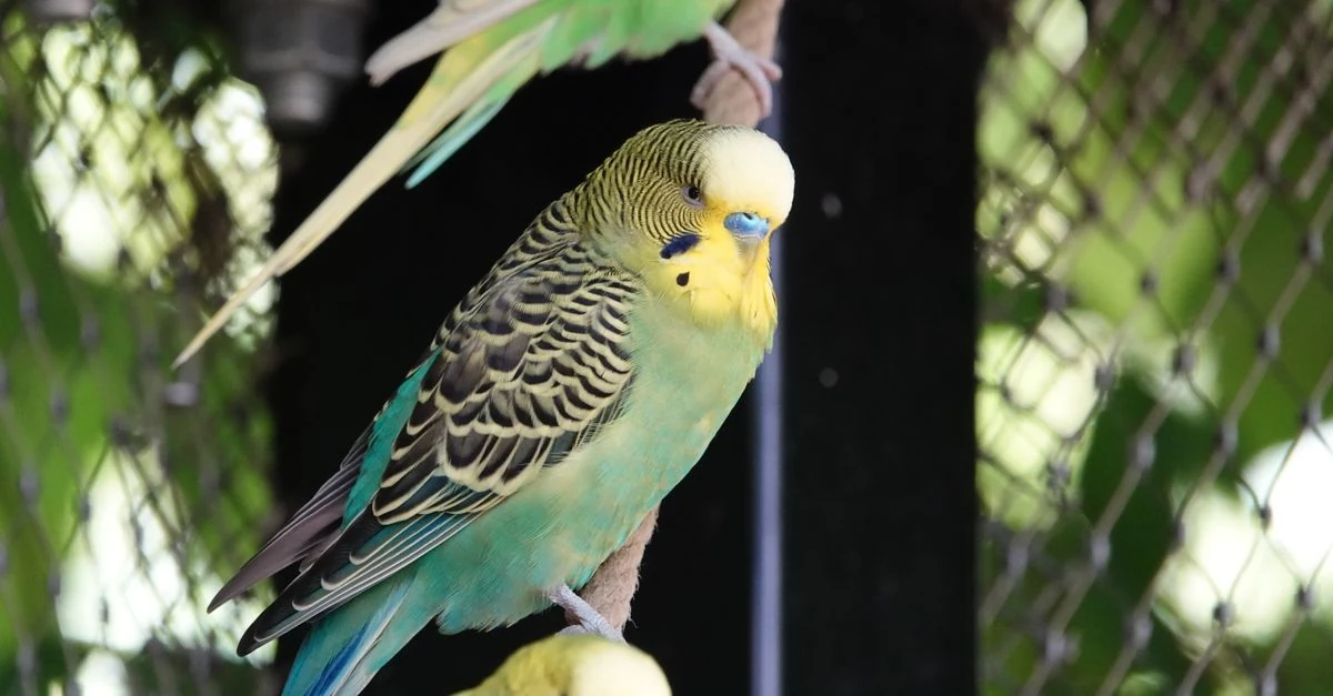 四角いケージの止まり木にとまるセキセイインコ