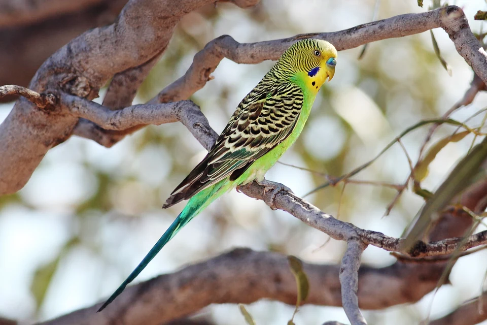 明るい室内の安全なケージで過ごすセキセイインコ