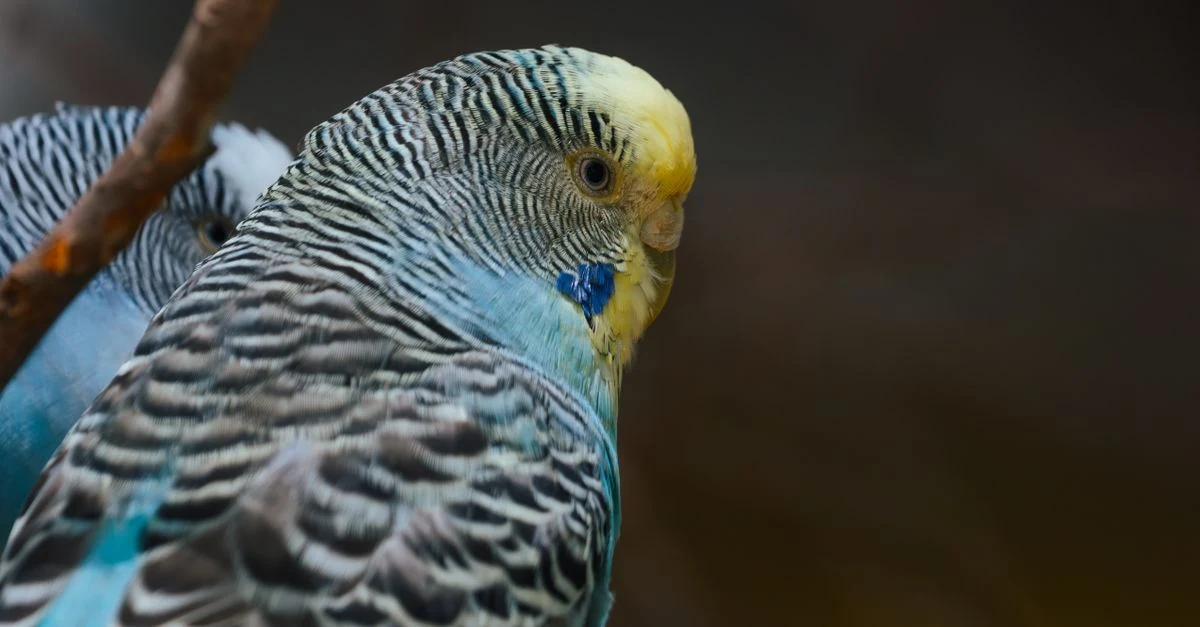 セキセイインコのろう膜の色と鼻孔を正面から観察する様子