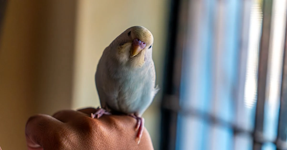 保温したケースの中で挿し餌を待つセキセイインコの雛