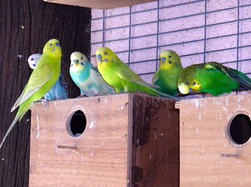 緑・青・黄・白など異なる羽色のセキセイインコ