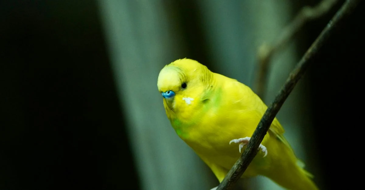 動物病院で健康状態を確認してもらうセキセイインコ