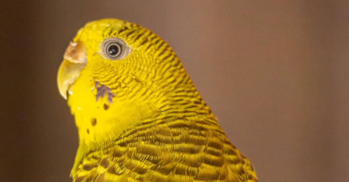 2羽のセキセイインコのろう膜を正面から比較する様子