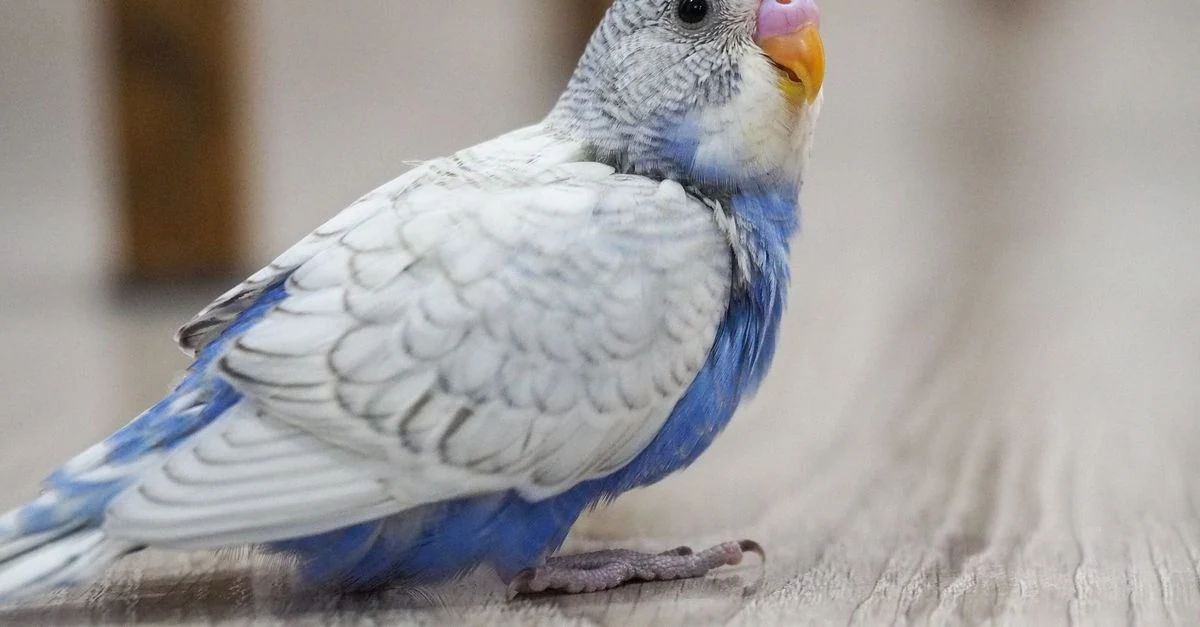 安全なケージで留守番するセキセイインコ