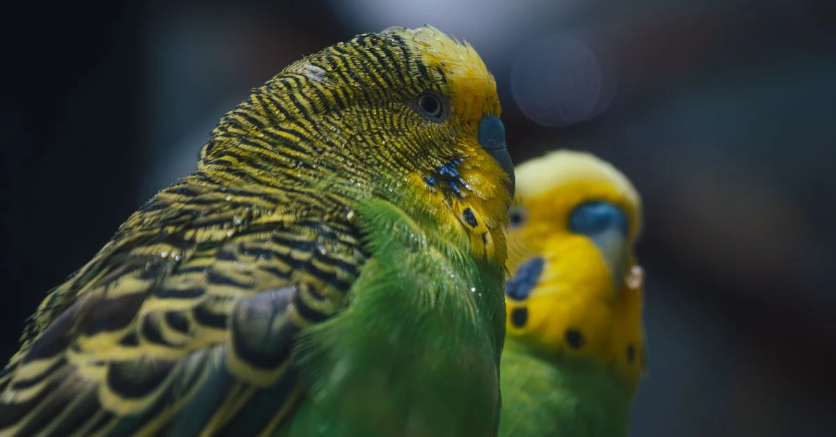 明るい室内のケージで落ち着いて過ごすセキセイインコ